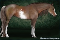 Horse Color:White Spotted Liver Chestnut