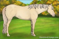 Horse Color:Gold Cream Champagne Dun 