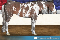 Horse Color:White Spotted Liver Chestnut Sabino Splash
