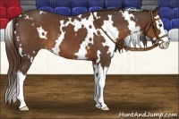 Horse Color:White Spotted Liver Chestnut Sabino Splash