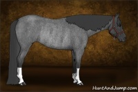 Horse Color:Smoky Blue Roan Rabicano 