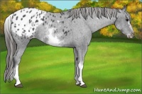 Horse Color:White Spotted Blue Roan Splash Frame Appaloosa 