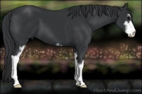 Horse Color:Black Sabino 