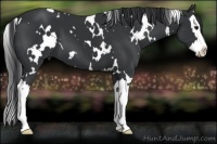 Horse Color:White Spotted Black Splash