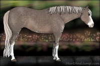 Horse Color:Silver Black Sabino Splash 