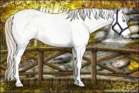 Horse Color:Perlino Sabino  and Perlino Sabino 