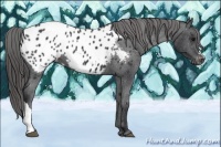 Horse Color:Black Appaloosa 