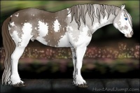 Horse Color:White Spotted Liver Chestnut Sabino Splash 
