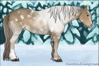 Horse Color:White Spotted Chocolate Palomino Sabino Rabicano 