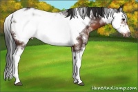 Horse Color:Brown Sabino Frame 