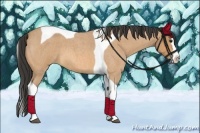 Horse Color:Buckskin Roan Splash Tobiano 