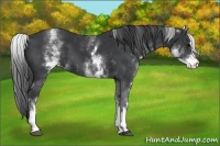 Horse Color:White Spotted Black Sabino