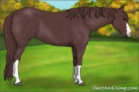 Horse Color:Chocolate Black