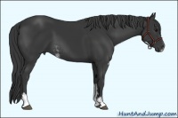 Horse Color:Black Sabino