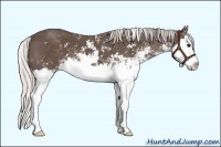 Horse Color:Silver Black Sabino Splash