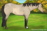 Horse Color:Buckskin Roan Dun