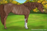 Horse Color:Chestnut Rabicano 