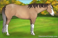 Horse Color:Amber Champagne Splash