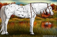 Horse Color:White Spotted Smoky Black Blanket 