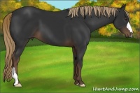 Horse Color:Liver Chestnut 
