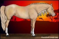 Horse Color:Gold Champagne 