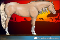 Horse Color:Gold Champagne