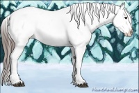 Horse Color:White Spotted Black Appaloosa 