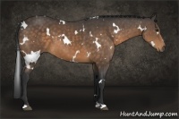 Horse Color:White Spotted Buckskin 