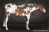 Horse Color:White Spotted Buckskin 