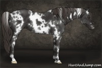 Horse Color:White Spotted Liver Chestnut 