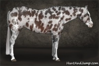 Horse Color:White Spotted Bay Splash Appaloosa 