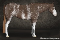 Horse Color:White Spotted Liver Chestnut 