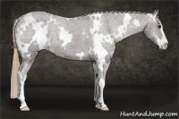 Horse Color:White Spotted Liver Chestnut Sabino Appaloosa 