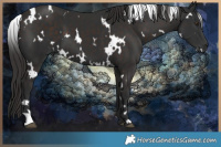 Horse Color:White Spotted Liver Chestnut 