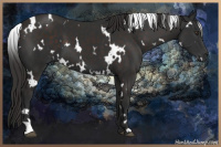 Horse Color:White Spotted Liver Chestnut