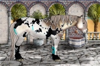 Horse Color:White Spotted Chocolate Palomino Onyx 