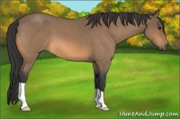 Horse Color:Buckskin Roan 
