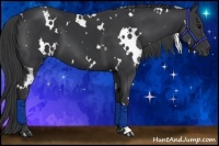 Horse Color:White Spotted Black 