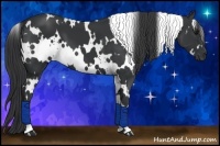 Horse Color:White Spotted Black