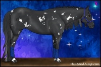 Horse Color:White Spotted Black