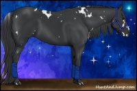 Horse Color:White Spotted Black 