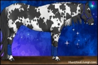 Horse Color:White Spotted Black