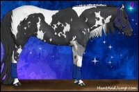 Horse Color:White Spotted Black Tobiano