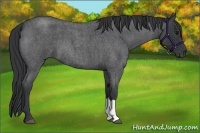 Horse Color:Blue Roan 