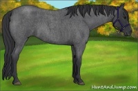 Horse Color:Blue Roan