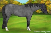 Horse Color:Blue Roan 