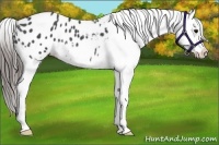 Horse Color:Blue Roan Appaloosa