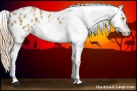 Horse Color:Gold Champagne Appaloosa