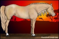 Horse Color:Gold Champagne 