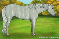 Horse Color:Watercolor Silver Grullo Ice Sabino Rabicano